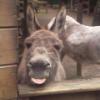 Dinkey