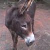 Dieske