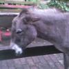 Greetje