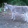 Moorse